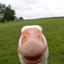 goose0ntheloose