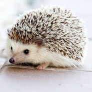 sąsiadka z pakistanu