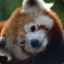 RedPandaRevolution