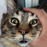 萌萌哒包油大腰子