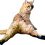 Sexy Angry Cat