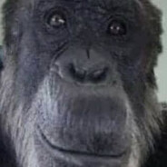 гэнг дерьмо