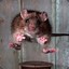Ratmaster