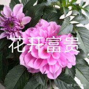 花开富贵