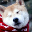 Shiba Inu