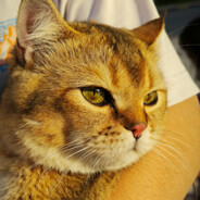 你也想见白川雪