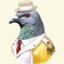 mrPigeon