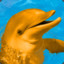 Orange Dolphin