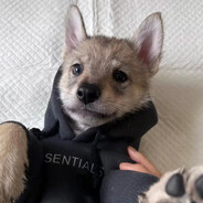 黑皮枪男体育生