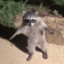 T-Posing Raccoon