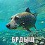 Брдыщ