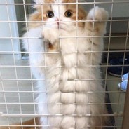 茄子