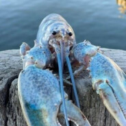 Super High Quality Blue Lobster