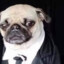 Licenciado pugberto