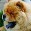 Just A Simpe CHOW CHOW