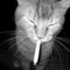 gato porro