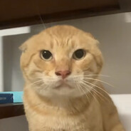 哈集美之爱猫TV圆头耄耋