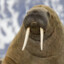 Walrus