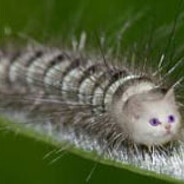 Язагиt Лера