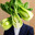 Bok Choy