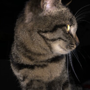 得想办法塞蛋进去