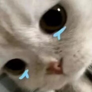 cc-伤心猫