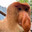 Proboscis