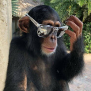 перфараторщик 2.0