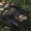 Tactical-Turtle