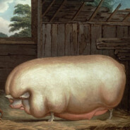 Pig IV