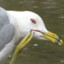 seagull895