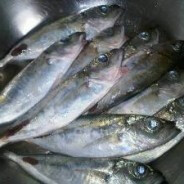 djin - steam id 76561198119478345