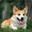 corgi's avatar