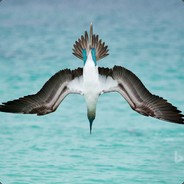 大风车打呼噜噜噜噜