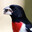 Rose-breasted Grosbeak