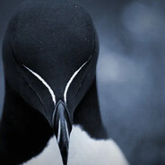 Razorbill - steam id 76561199010424700