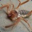 Camel Spider