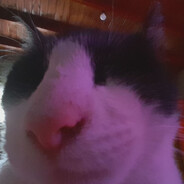 Avatar snapshot