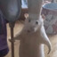 CHCcatLagOne