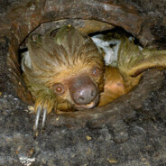 Sewer Sloth