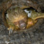 Sewer Sloth