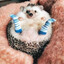 чупик's avatar