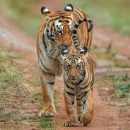 emotiger