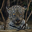 Lebron James's avatar