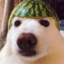 dog with watermelon on head