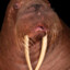 SirWalrus