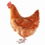OneChicken