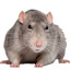 Mister Rat Man