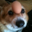 Doggie