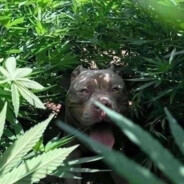 𝙜𝙧𝟭𝙣𝙮𝙖